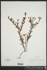 Hypericum cistifolium image