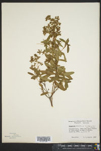 Hypericum densiflorum image