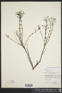 Hypericum densiflorum image