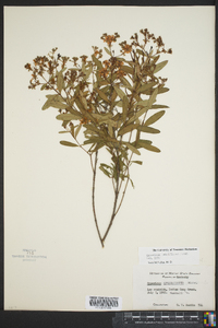 Hypericum densiflorum image