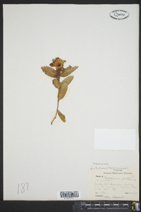 Hypericum prolificum image