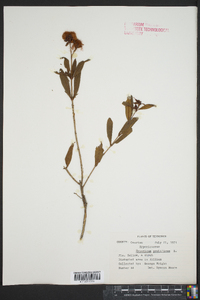 Hypericum prolificum image