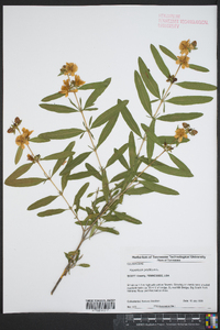 Hypericum prolificum image