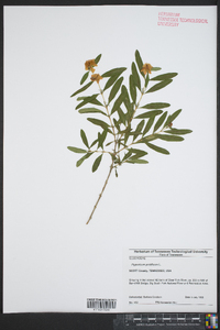 Hypericum prolificum image