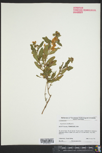 Hypericum prolificum image