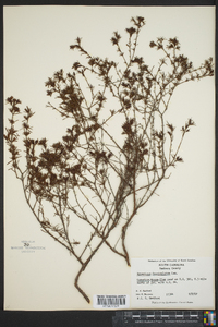 Hypericum fasciculatum image