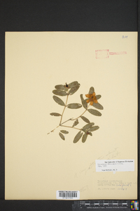 Hypericum frondosum image