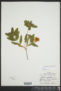 Hypericum frondosum image