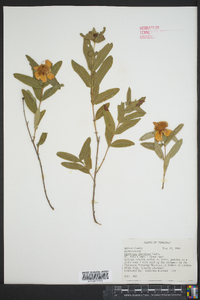 Hypericum frondosum image