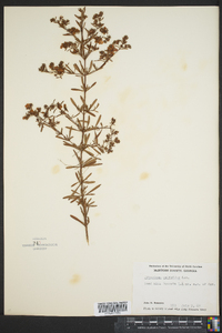 Hypericum galioides image