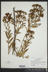 Hypericum lobocarpum image