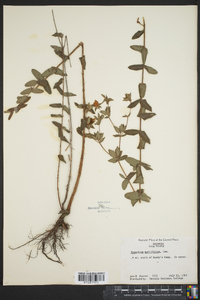 Hypericum myrtifolium image