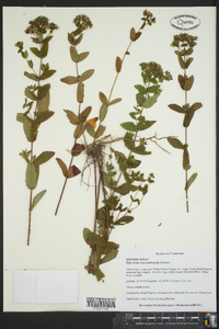 Hypericum crux-andreae image