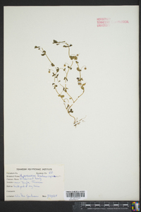 Triadenum virginicum image