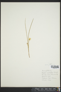 Hypoxis micrantha image