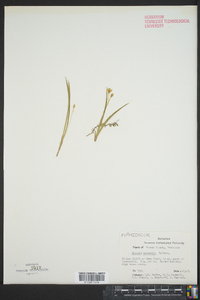 Hypoxis micrantha image