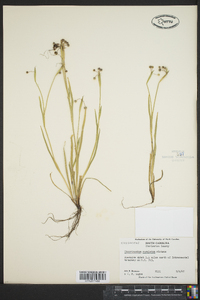 Sisyrinchium rosulatum image