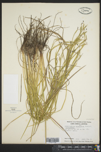 Sisyrinchium atlanticum image