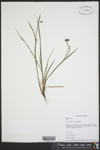 Sisyrinchium mucronatum image