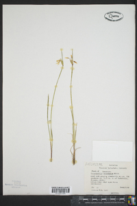 Sisyrinchium mucronatum image