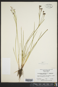 Sisyrinchium mucronatum image