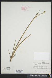 Sisyrinchium mucronatum image