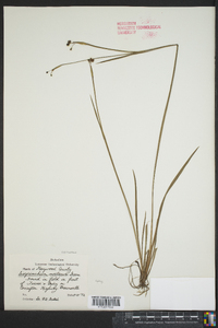 Sisyrinchium montanum image