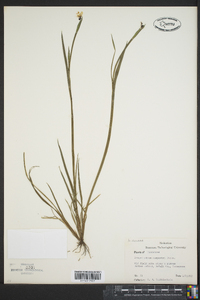 Sisyrinchium campestre image