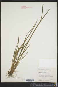 Sisyrinchium campestre image