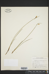 Sisyrinchium sarmentosum image