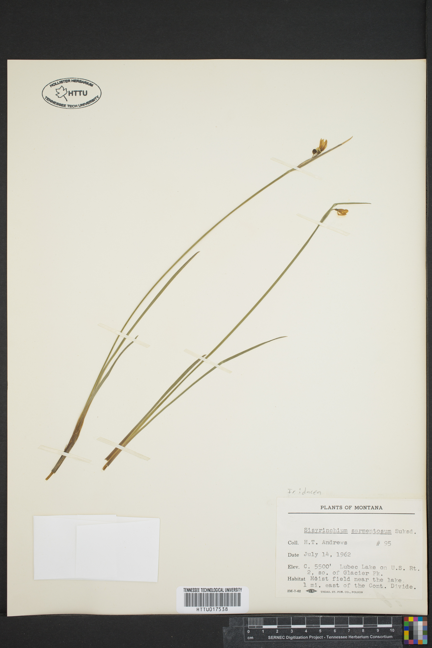 Sisyrinchium sarmentosum image
