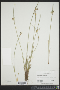 Sisyrinchium albidum image