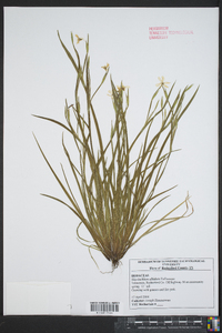 Sisyrinchium albidum image