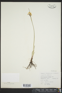 Sisyrinchium albidum image