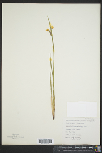 Sisyrinchium albidum image