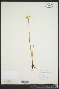 Sisyrinchium albidum image