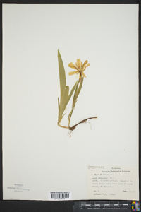 Iris cristata image