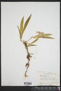 Iris cristata image