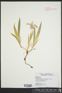 Iris cristata image