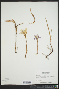 Iris verna image