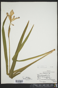 Iris virginica image