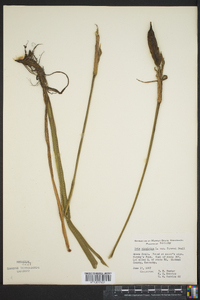 Iris virginica image