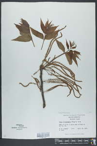 Carya illinoinensis image