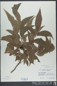 Carya illinoinensis image