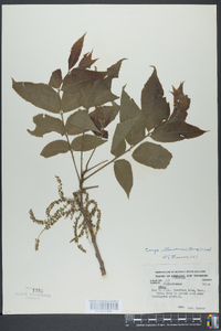 Carya illinoinensis image