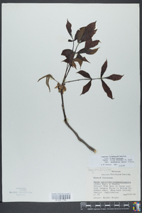 Carya ovata var. australis image
