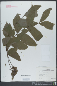 Juglans cinerea image