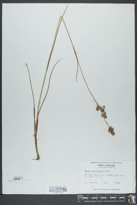 Juncus brachycarpus image