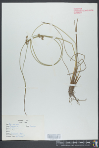 Juncus coriaceus image