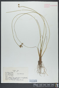 Juncus coriaceus image